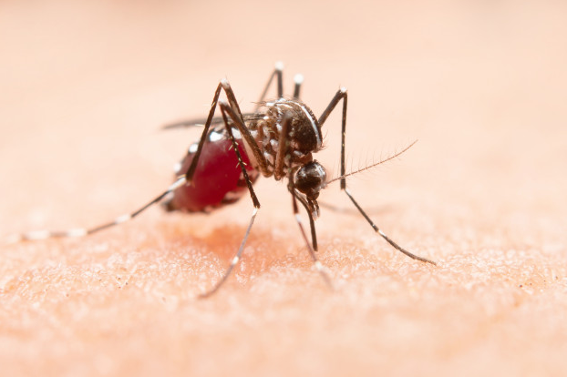 Aedes aegypti: ações preventivas para combater o mosquito
