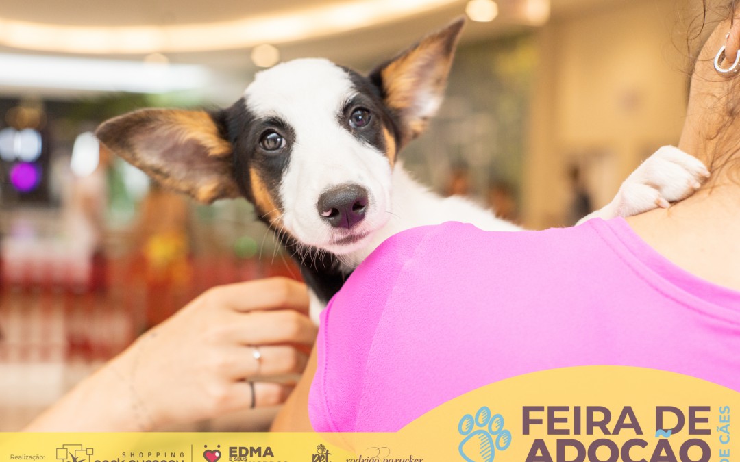 Shopping de Blumenau recebe feira de adoção de cães neste sábado